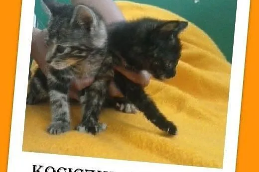 Kocięta 3 mies.,kociczki,szylkretka i pręguska,  m