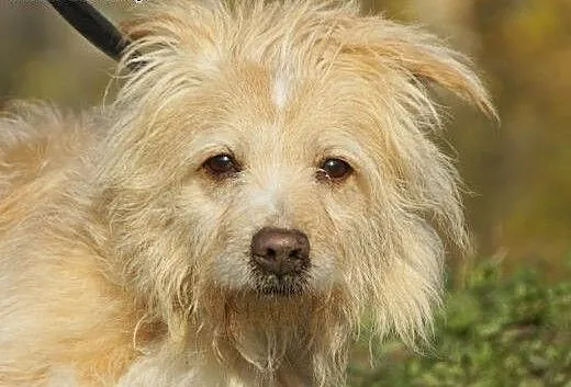 Czort :) pies, adopcja, lubuskie Gorzów Wielkopol