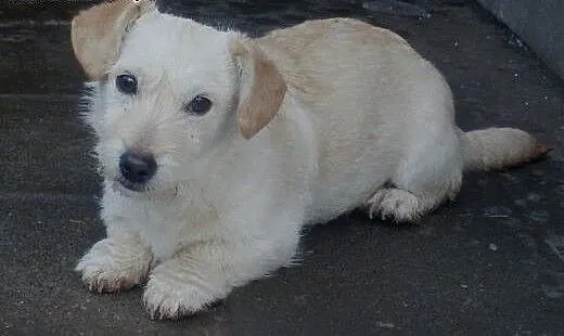 Pixi malutki szczeniaczek do adopcji , mazowiecki