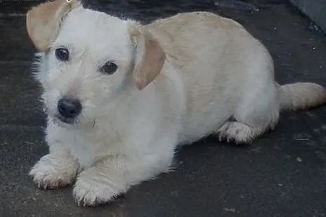 Pixi malutki szczeniaczek do adopcji ,  mazowiecki