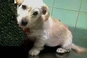 Pixi malutki szczeniaczek do adopcji ,  mazowiecki