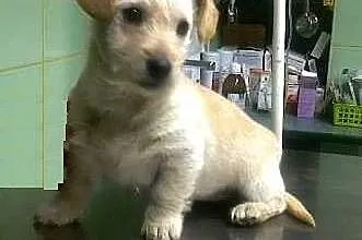 Pixi malutki szczeniaczek do adopcji ,  mazowiecki