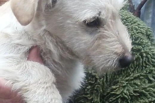 Pixi malutki szczeniaczek do adopcji ,  mazowiecki