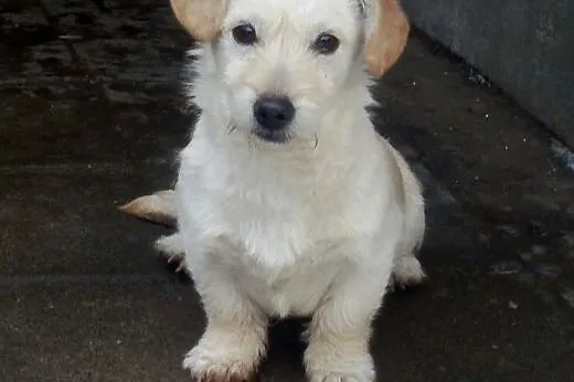 Pixi malutki szczeniaczek do adopcji ,  mazowiecki
