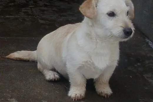 Pixi malutki szczeniaczek do adopcji ,  mazowiecki