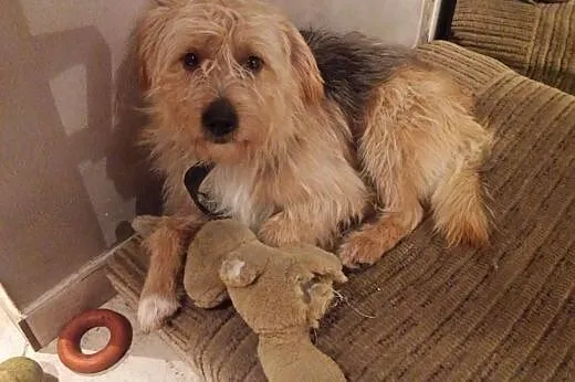 LOLEK kudłaty, niewielki, idealny, kochany piesek do adopcji,  mazowieckie Warszawa