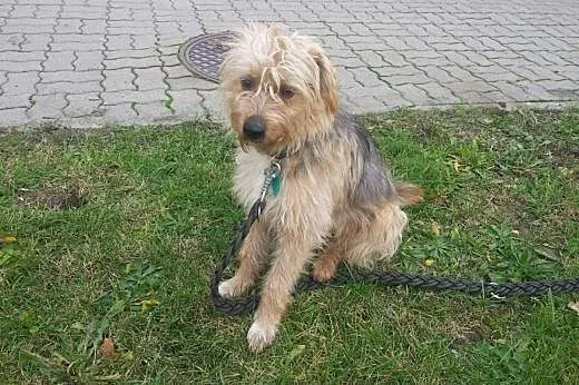 LOLEK kudłaty, niewielki, idealny, kochany piesek 