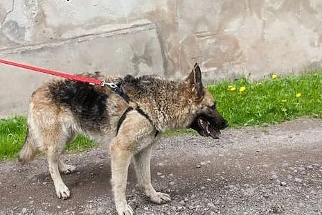 Sunia w typie owczarka, do adopcji,  opolskie Opol