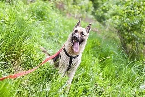 Sunia w typie owczarka, do adopcji,  opolskie Opol