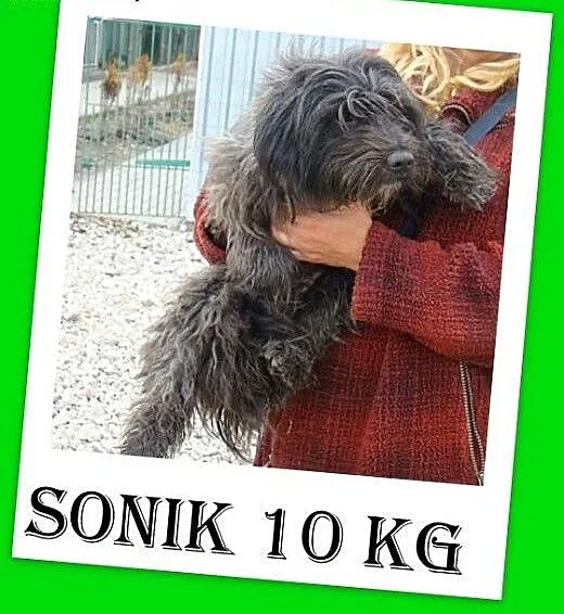 Sznaucer mix,10 kg,przyjazny,łagodny uratowany pie
