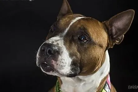 Box młody amstaff czeka na dom, mazowieckie Warszawa