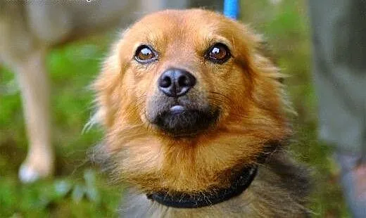 Nudny LISEK do adopcji!, dolnośląskie Wrocław