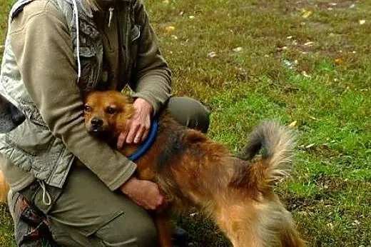 Nudny LISEK do adopcji!,  dolnośląskie Wrocław