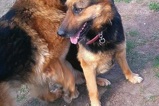 Martens, ideał owczarka niemieckiego szuka domu!