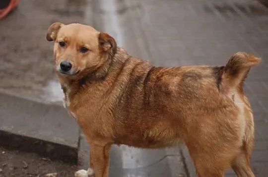 Spokojna opanowana Astra, bezkonfliktowa, nauczona chodzenia na smyczy