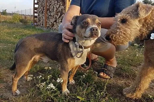 SZATAN! wielkie serce w małym psie!,  mazowieckie 