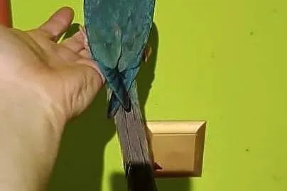 Papugi rudosterki ręcznie karmione, Śląskie, Tychy