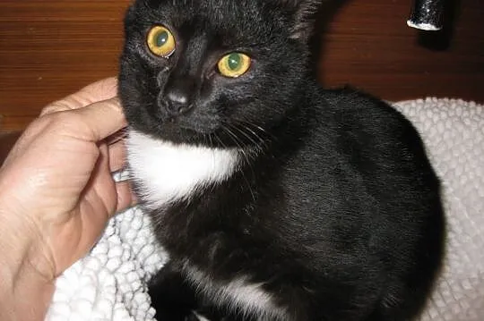 Do adopcji kotek Maciuś nosiciel białaczki FELV+, , Nowy Dwór Mazowiecki