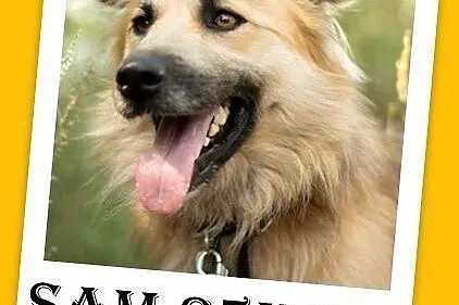 25kg,młody 1,5 roku,łagodny,towarzyski pies SAM.adopcja,  małopolskie Kraków