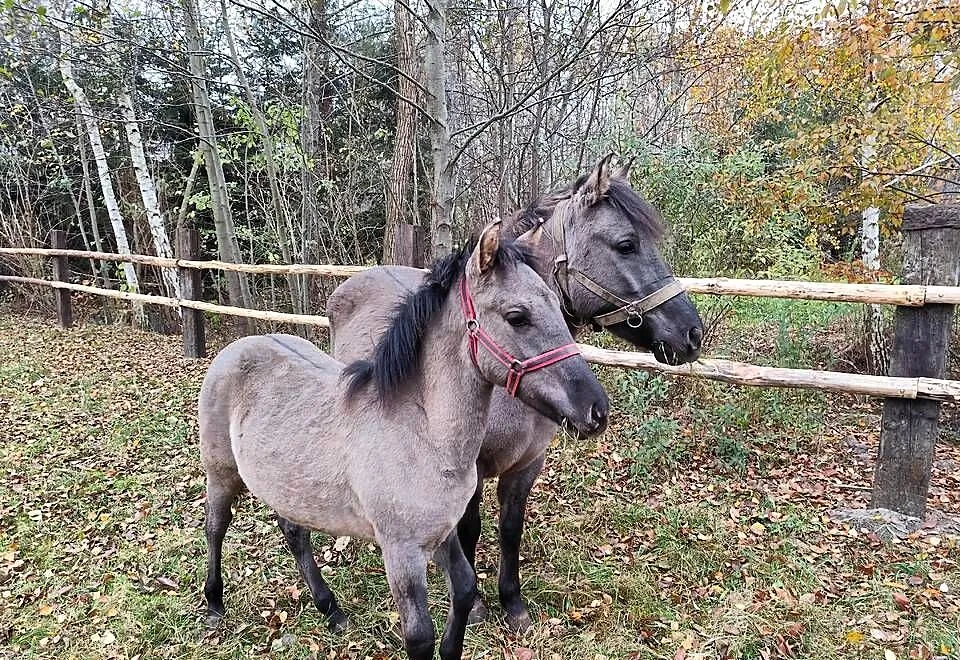 Konik polski, Mazowieckie, Radom