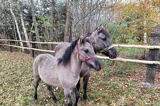 Konik polski, Mazowieckie, Radom