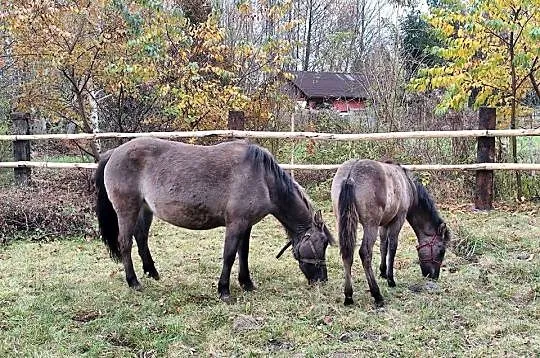 Konik polski, Mazowieckie, Radom