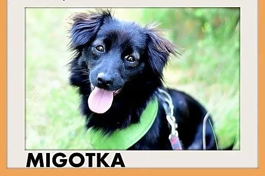MIGOTKA,mała,młoda,łagodna,grzeczna suczka.ADOPCJA