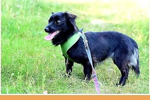 MIGOTKA,mała,młoda,łagodna,grzeczna suczka.ADOPCJA