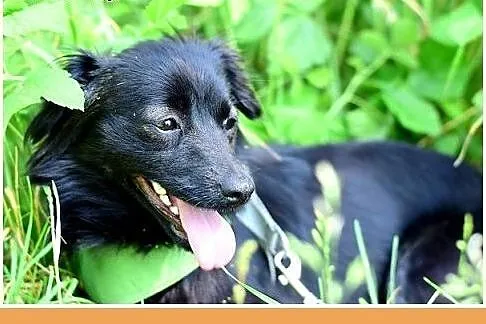 MIGOTKA,mała,młoda,łagodna,grzeczna suczka.ADOPCJA