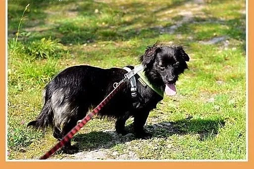 MIGOTKA,mała,młoda,łagodna,grzeczna suczka.ADOPCJA