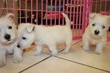 West highland white terrier szczeniak,  lubuskie R