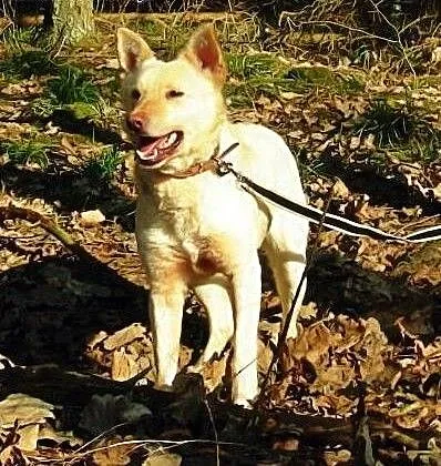 Suri, śliczna husky szuka domu, małopolskie Krakó