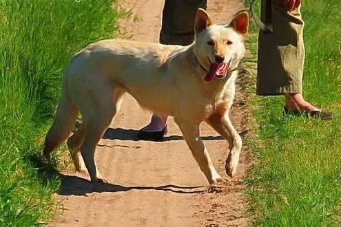 Suri, śliczna husky szuka domu,  małopolskie Krakó