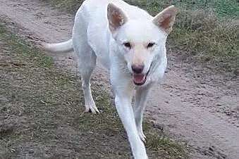 Suri, śliczna husky szuka domu,  małopolskie Krakó