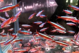 Danio czerwone Polskie