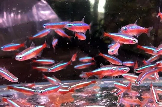 Danio czerwone Polskie, Łódzkie, Justynów