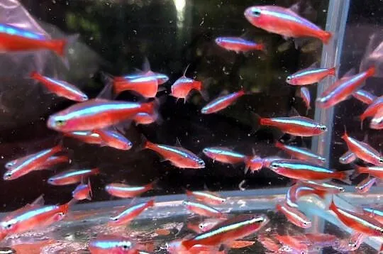 Danio czerwone Polskie, Łódzkie, Justynów