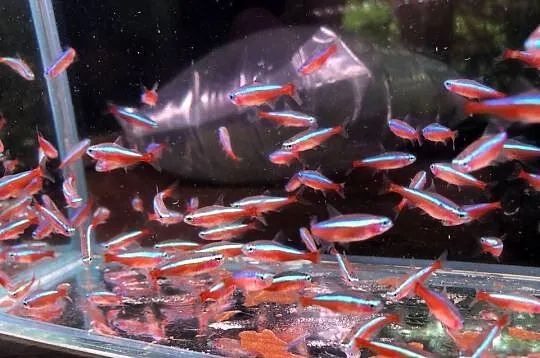 Danio czerwone Polskie, Łódzkie, Justynów