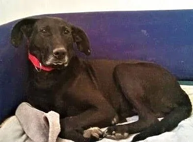SIMBA - starszy, kochany, wyrzucony jak śmierć psiak do adopcji,, Małopolskie, Kraków