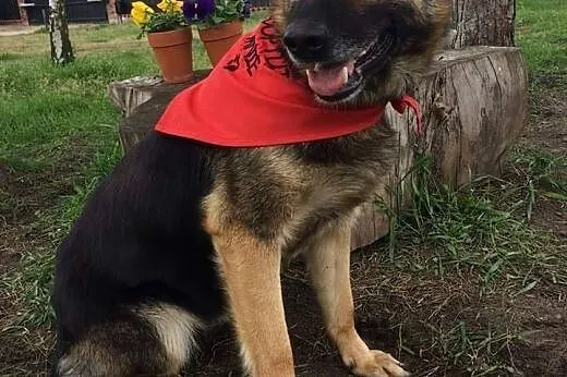 Beti, młoda (ONka) szuka domu!,  Kundelki cała Polska