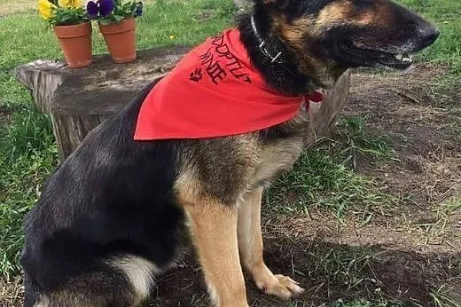 Beti, młoda (ONka) szuka domu!,  Kundelki cała Pol
