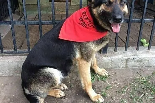 Beti, młoda (ONka) szuka domu!,  Kundelki cała Pol