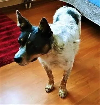 ŁATEK - nieśmiały, delikatny, kochany psiak do adopcji, mazowieckie Warszawa, Mazowieckie, Warszawa