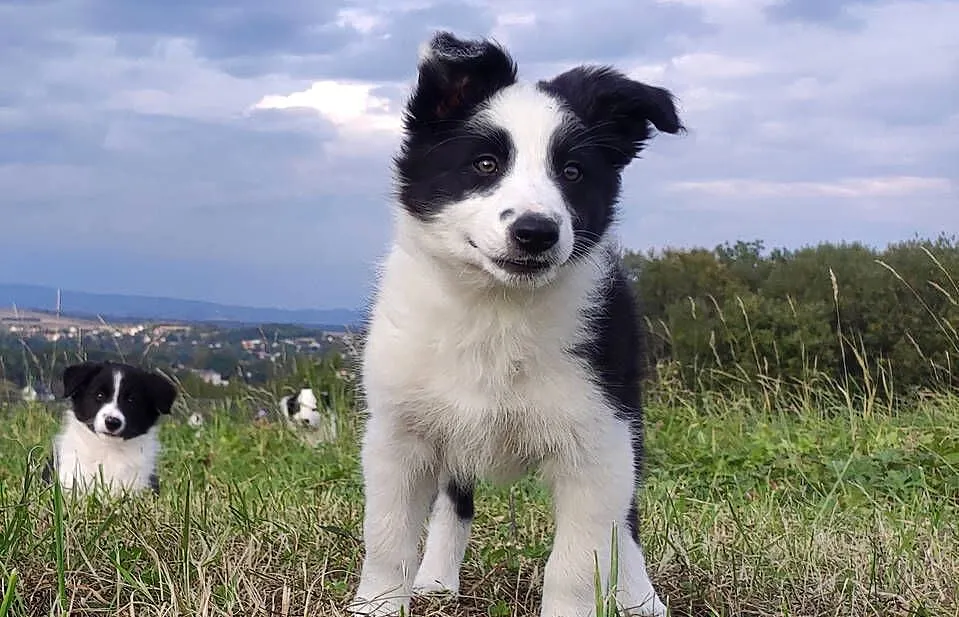 Border Collie - śliczna suczka z hodowli, komplet dok., Podkarpackie, Iwonicz