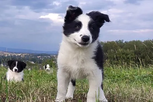 Border Collie - śliczna suczka z hodowli, komplet dok., Podkarpackie, Iwonicz
