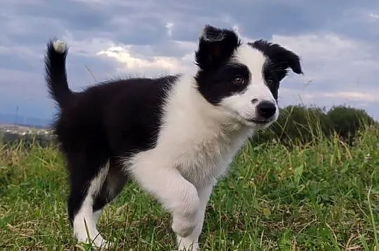 Border Collie - śliczna suczka z hodowli, komplet dok., Podkarpackie, Iwonicz
