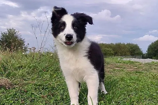 Border Collie - śliczna suczka z hodowli, komplet dok., Podkarpackie, Iwonicz