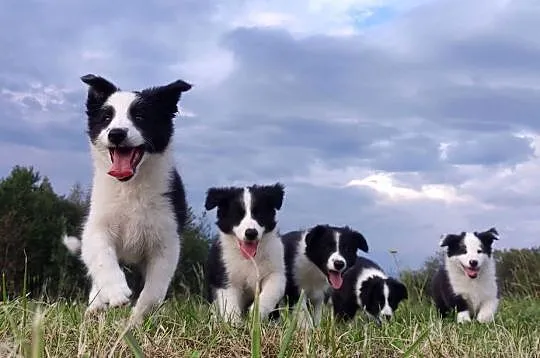 Border Collie - śliczna suczka z hodowli, komplet dok., Podkarpackie, Iwonicz