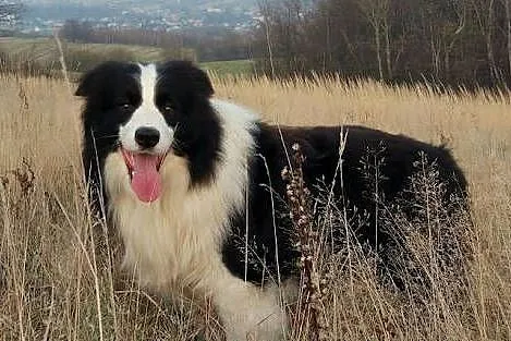 Border Collie - śliczna suczka z hodowli, komplet dok., Podkarpackie, Iwonicz