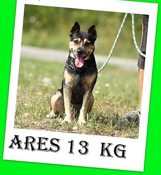 13kg,czujny stróż,wierny przyjaciel,d domu z ogród